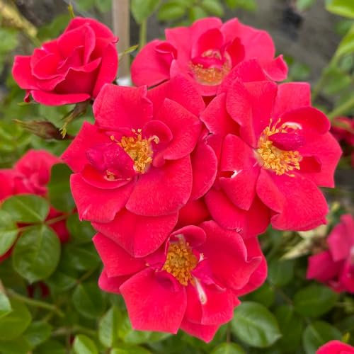 Harkness Roses Summer Sweetheart Climbing Rose ® 3L Pot