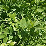 Portal Cool 778 mg levistico Semi ~ 250 ~ Conte aphrodesiac Herb ~ foglie commestibili semi e Root