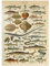 MyPuzzle Fisch für alle, Vintage Art Poster, Adolphe Millot - Premium 1000 Teile Puzzle - MyPuzzle Sonderkollektion von Havana Puzzle Company