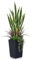 VeriNatural Kunstpflanze Bogenhanf 120cm–Künstliche Pflanzen Groß Wie Echt Sansevieria,UV-beständig–Künstlicher Baum im Schwarzer Topf–Deko Plastik Zimmerpflanzen für Wohnzimmer Balkon Büro,VN152