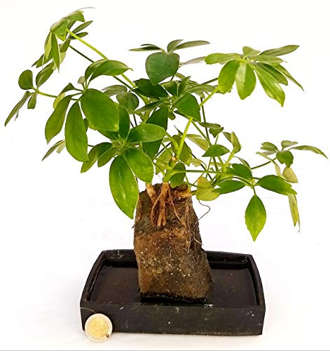 POWERS TO FLOWERS - SCHEFFLERA BONSAI, BONSAI IN IDROCOLTURA, pianta vera