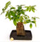 POWERS TO FLOWERS - SCHEFFLERA BONSAI, BONSAI IN IDROCOLTURA, pianta vera