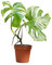 PLNTS - Monstera Deliciosa Variegata (b-grade) - Plante verte - Plante d'intérieur en 15 cm Pot - Hauteur 40 cm