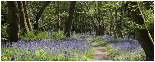 Wallario Küchenrückwand selbstklebend 115 x 50 cm, Motiv: Wiese voller Blauer Hasenglöckchen im Wald | Spritzschutz abwischbar & pflegeleicht