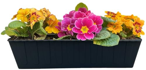 Set di 10 fioriere da balcone adatte per pallet europei, per fiori, erbe e frutti, 37 cm, 6 pezzi, 10 pezzi