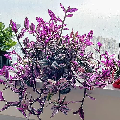 150 pcs Grünlilie Chlorophytum Comosum Samen, Pflanzen Für Sehr Dunkle Räume Steingartenpflanzen Winterhart Stauden Winterhart Mehrjährig Zimmerpflanzen Samen Outdoor Pflanzen Winterharte