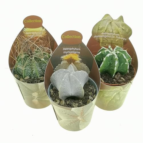 Set di 3 piante grasse vere da collezione in vasi diam. 6.5cm - Astrophytum