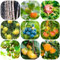 405 pcs obst samen set - obstbaum ausgefallene geschenke seltene pflanzen bio obstsamen, zwergobstbäume nachhaltige geschenke spalierobst bäume bonsai topf säulenobst dekoration wohnzimmer