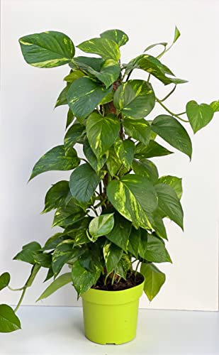 IndoorPlantsParadise Large Devil's Ivy 'Aureum on Moss Pole | Hunters Robe 17cm Pot Height 75cm Approx, Green -Variegated