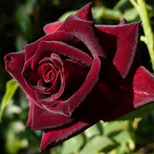 100 Stück Rosensamen, Blumensamen für Garten und Balkon, Rosen Pflanzen Samen, Garten Blumen, Ideale Garten Pflanzen, Balkon Pflanzen (Tiefrot)