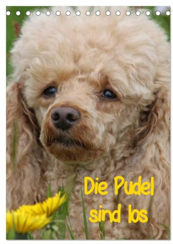 Die Pudel sind los (Tischkalender 2026 DIN A5 hoch), CALVENDO Monatskalender: Pudel in allen Lebenslagen (CALVENDO Tiere)