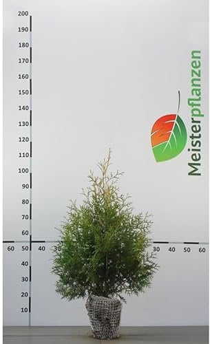 Lebensbaum Thuja Brabant 80-100 cm. 3 Heckenpflanzen. Blickdichte Thujahecke