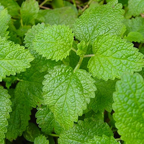 Welldales 100 Giant Sweet Essential Lemon Balm Herb Seeds Fresh Mint Plant Easy to Grow UK