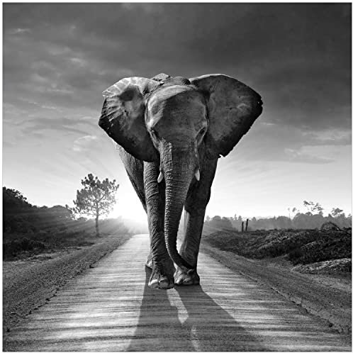 Wallario Glasbild Elefant bei Sonnenaufgang in Afrika schwarzweiß - 30 x 30 cm Wandbilder Glas in Premium-Qualität: Brillante Farben, freischwebende Optik