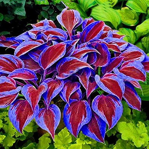 Haloppe 200 Pz Colore Misto Hosta Fiori Piante Semi per la Piantagione del Giardino di Casa, Semi di Hosta Plantaginea Piantaggine Profumata Pianta Decorativa Bonsai Viola