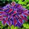 Haloppe 200 Pz Colore Misto Hosta Fiori Piante Semi per la Piantagione del Giardino di Casa, Semi di Hosta Plantaginea Piantaggine Profumata Pianta Decorativa Bonsai Viola
