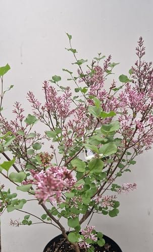 Zwergflieder Syringa meyeri Palibin 40-60 cm im 5 Liter Pflanzcontainer
