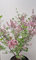 Zwergflieder Syringa meyeri Palibin 40-60 cm im 5 Liter Pflanzcontainer