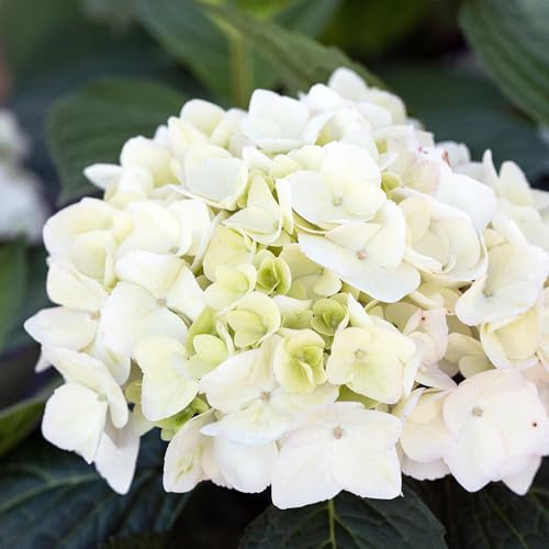 Green boutiQ - Gartenpflanze - Hydrangea Endless Summer The Bride - Hortensie - Winterhart - Weiß - 4 Pflanzen - Topf 14cm - Höhe 20-25cm