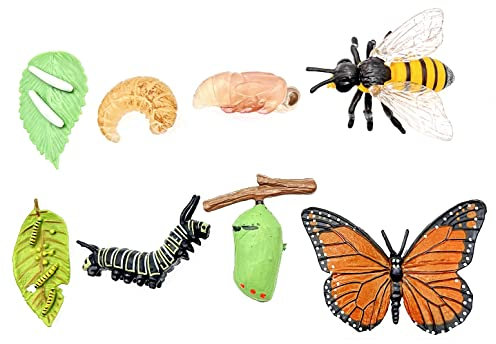JZK 2 Sätze von Lebenszyklusphasen Figuren Einer Biene und eines Schmetterlings, Bienenlebenszyklus, Schmetterlingslebenszyklusmodelle, Insektenlebenszyklusspielzeug, Tierlebenszyklen-Set