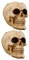 Supvox 2st Schädeltopf Zuckerschüssel Mini-übertopfvase Mit - Halloween-servierschüssel Übertopf Mit -Pflanze Kaktus-pflanzgefäße Schädel-Statue-skulptur Harz