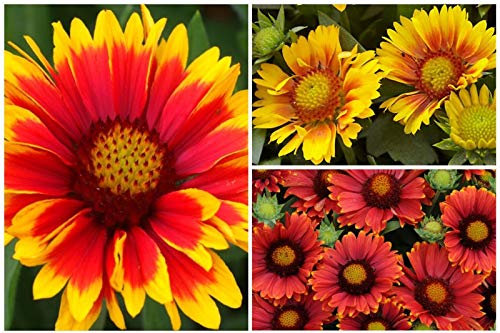 6 tapones Gaillardia Misti Piante
