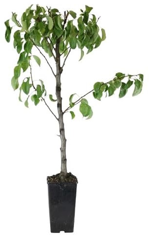 Pyrus Communis: Peral Árbol Frutal Ideal para Cultivar tus Propias Peras