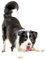 Autoaufkleber Border Collie Aufkleber 15cm(5.9 Inch) Border Collie Reflektierende Aufkleber 3D Zerrissen Autoaufkleber Haustier Hund Lustig Aufkleber Border Collie Car Sticker Lustig Dekor