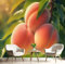 Fotomurales Decorativos Pared Ramas Melocotones 250×175cm Papel Pintado Tejido No Tejido Natural Fruta Fotomural 3D Mural Paredes Papel Tapiz Decoración Salón o Dormitorio