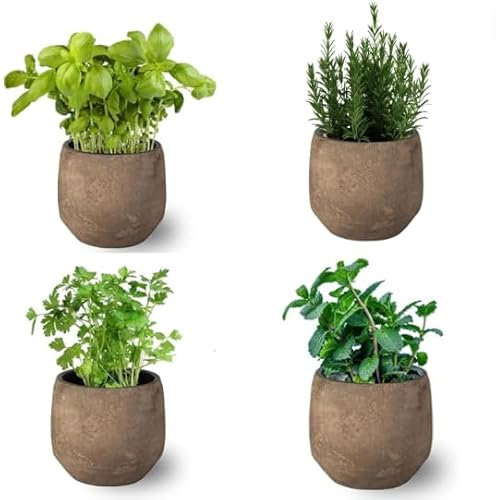 Pack de 4 Plantas Aromáticas: Albahaca + Romero + Menta + Perejil -Hierbas para Cocinar Huerto urbano y Jardín Interior y Exterior (Maceta de Cerámica no Incluida)
