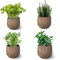Pack de 4 Plantas Aromáticas: Albahaca + Romero + Menta + Perejil -Hierbas para Cocinar Huerto urbano y Jardín Interior y Exterior (Maceta de Cerámica no Incluida)