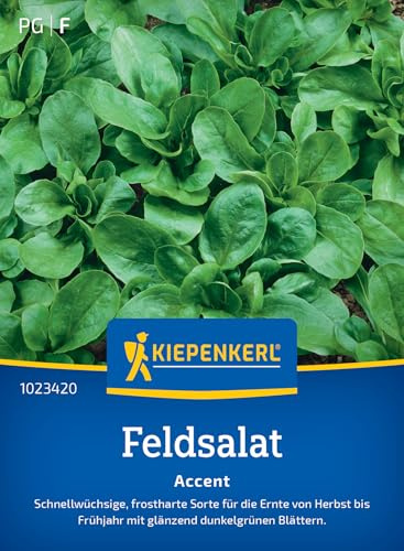 Kiepenkerl Feldsalatsamen Accent 1023420, Gemüsesaat