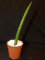 Portal Cool Sanseveria Cylindrica/Werk / Succulentes/Kaktus / Aloe