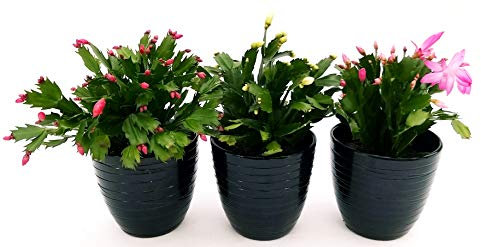 POWERS TO FLOWERS - SCHLUMBERGERA MIX, 3 PIANTE, Vaso 14cm, Natalina, Pasqualina, Rhipsalis, piante vere