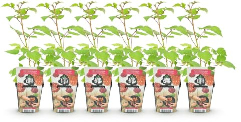 GreenboutiQ - Obstpflanzen - Japanische Weinbeere - Rubus Phoenicolasius - Winterhart - 6 Pflanzen - Topf 9 cm - Rote Beere