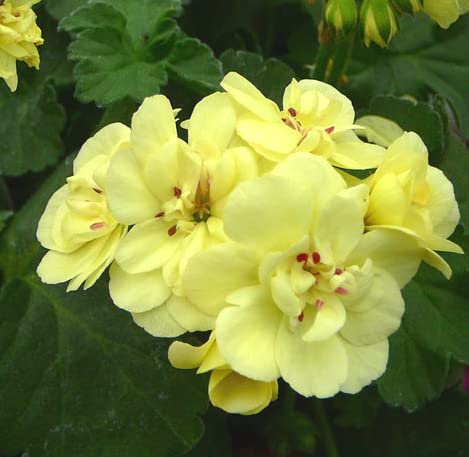 Bloom Green Co. Bonsai Geranium 100 Stück Japanischer Gelb Ppleblossom Rosebud Pelargonium blühende Geranien Balkon Seedssplant Für Hausgarten: gemischt