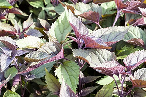 Eupatorium rugosum 'Chocolate' 11x11 cm Topf – Winterhart, Mehrjährig, Pflegeleicht – Schokoladen-Wasserdost – Staude für Beet & Rabatte