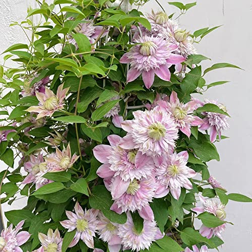 1 pieza de cebollas Clematis resistente al invierno, planta perenne, planta hidropónica, plantas para jardineras de balcón, flores de primavera resistentes al invierno, plantas de