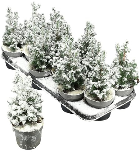 Árbol de Navidad Mini Nevado Natural DECOALIVE Decoración Invernal Ideal para Mesas y Rincones Especiales