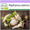 SAFLAX - BIO - Radieschen - Eiszapfen - 100 Samen - Raphanus sativus
