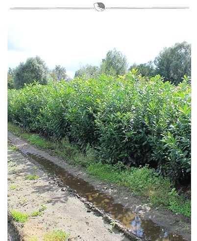 Kirschlorbeer Prunus Novita 160-180 cm. 5 Heckenpflanzen. Grüne Lorbeer Hecke