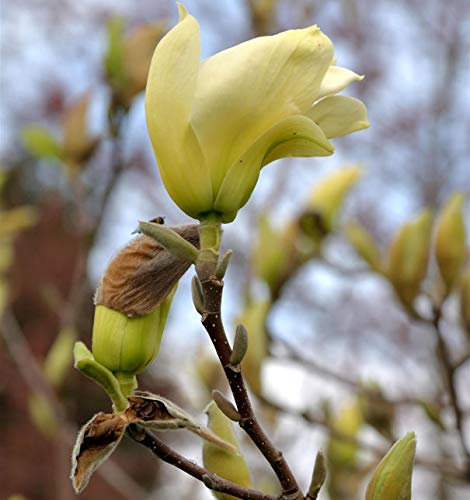 Magnolie Elizabeth 40-60cm - Magnolia brooklynensis - Gartenpflanze