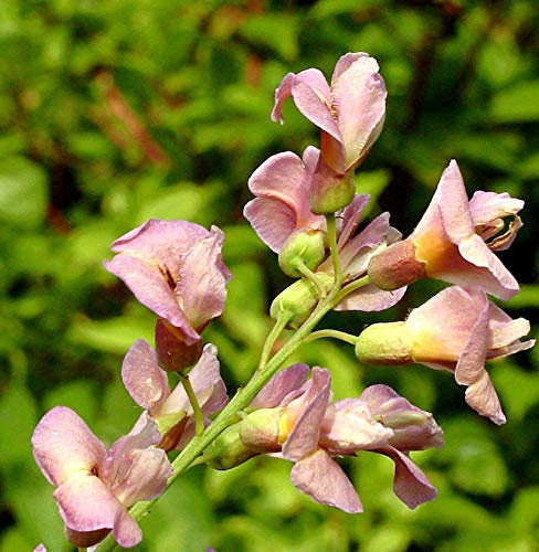 Hochstamm Chimären Goldregen 80-100cm - Laburnocytisus adamii - lebende Gartenpflanze aus den Baumschulen