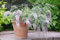 Buddleja davi. Wisteria Lane 25-30 cm Schmetterlingsflieder Sommerflieder - Fliederspeer