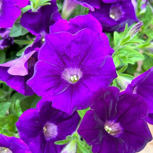 Petunien 'Capella® Indigo Impr' blau, hängend, Topf-Ø 13 cm, 6 Pflanzen