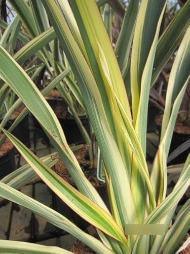 Phormium tenax tricolor - Neuseelandflachs tricolor 40-60