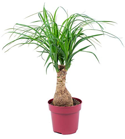 Bloomique - Beaucarnea Recurvata - Elefantenfuß - Zimmerpflanzen - Sehr Pflegeleicht - Luftreinigend - Höhe 30-40 cm - Topf 12 cm