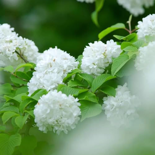 semi di albero palla di neve semi di prato, piante da ombra pianta palla di neve invernale fiori decorativi resistenti al balcone piante in vaso resistenti all'esterno fiori da 150pcs