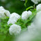 semi di albero palla di neve semi di prato, piante da ombra pianta palla di neve invernale fiori decorativi resistenti al balcone piante in vaso resistenti all'esterno fiori da 150pcs