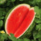 30pcs Samen kernlose Wassermelonen Samen Obst Sorten frische kühle Sommer Bonsai-Anlage für Hausgarten als Kind Geschenk